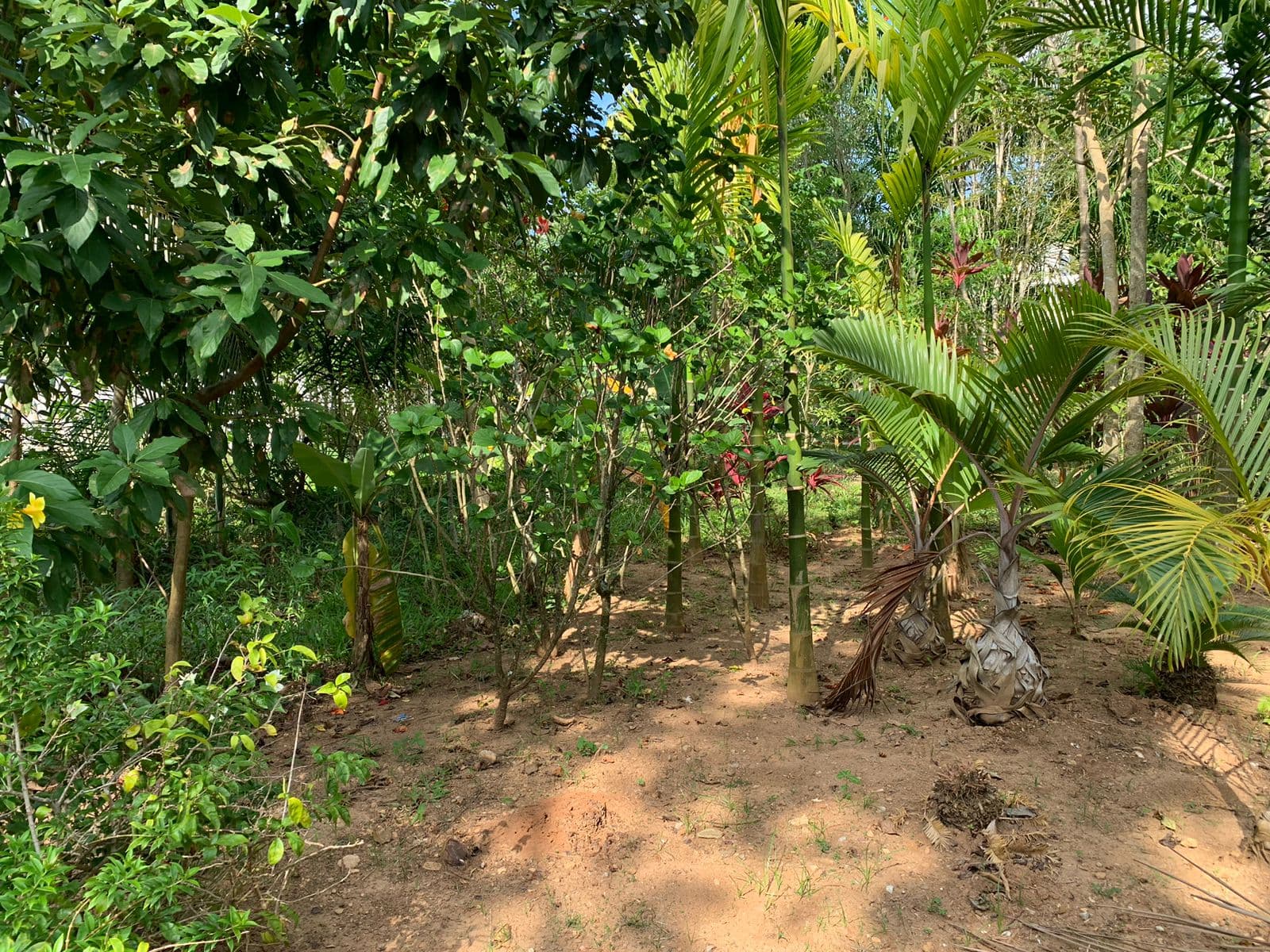 Incredible land opportunity near the beach en Bonita, Las Terrenas — En venta